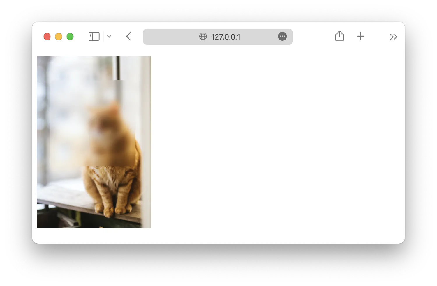 cat image with glassmorphism effect